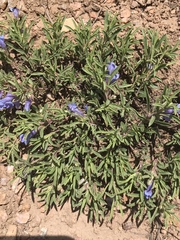 Penstemon caespitosus