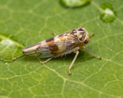 Tremulicerus tremulae