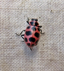 Coleomegilla maculata lengi