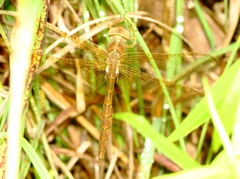 Neurocordulia xanthosoma