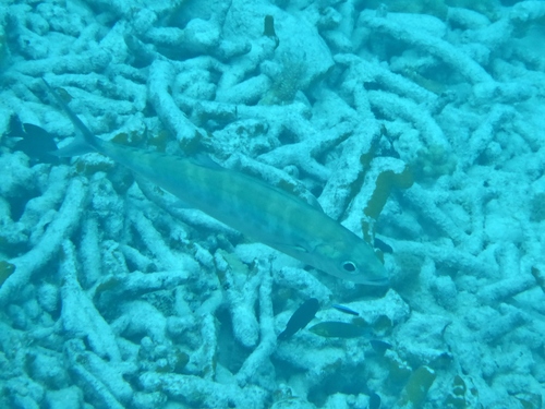 Grammatorcynus bilineatus