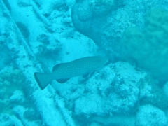 Plectropomus areolatus