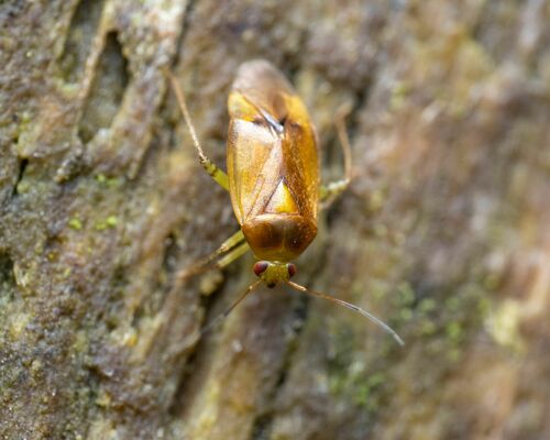 Apolygus rhamnicola