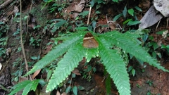 Xanthotaenia busiris