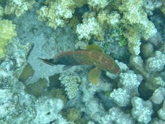 Cephalopholis urodeta