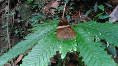 Xanthotaenia busiris