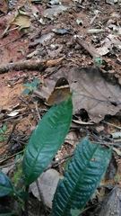 Xanthotaenia busiris