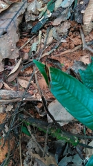 Xanthotaenia busiris