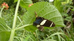 Peucetia rubrolineata