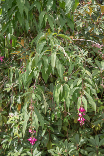 Buddleja colvilei, photograph 2