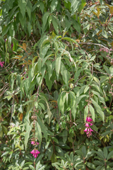 Buddleja colvilei, photograph (c) Morten Ross, some rights reserved (CC BY)