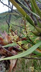 Prosthechea grammatoglossa