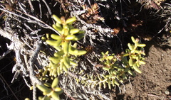 Olearia cymbifolia