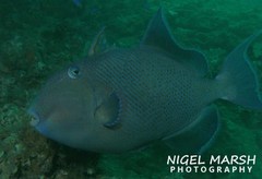 Pseudobalistes fuscus