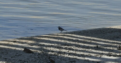 White Wagtail (Motacilla alba), photo 10