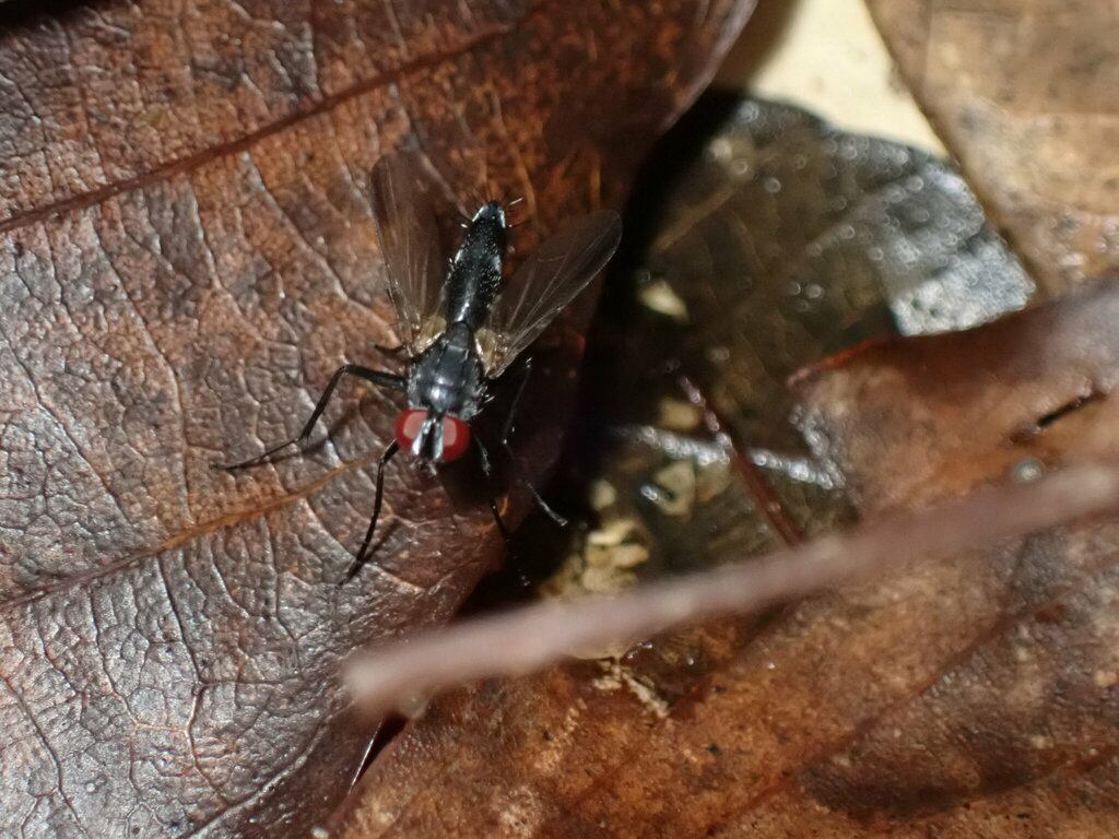 Sumpigaster sumatrensis