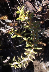 Olearia cymbifolia