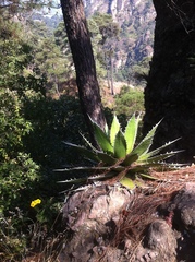 Agave horrida
