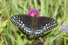 Speyeria nokomis
