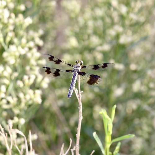 Desert Whitetail photo 4
