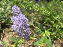 Ceanothus parvifolius