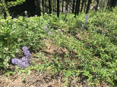 Ceanothus parvifolius