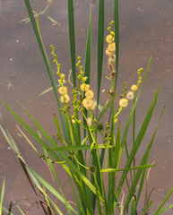 Sparganium eurycarpum