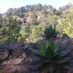 Agave horrida