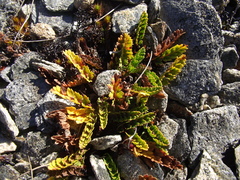 Anisotome flexuosa
