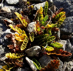 Anisotome flexuosa