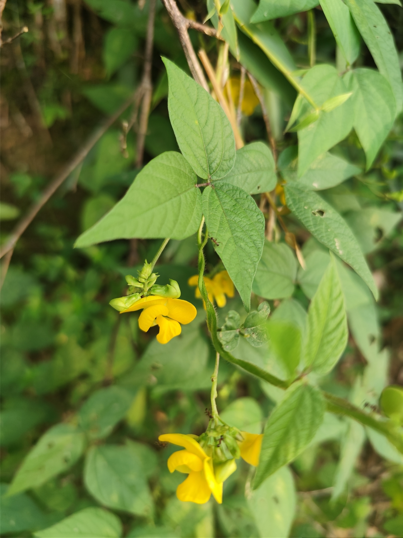 Imagem de Feijão-caupi