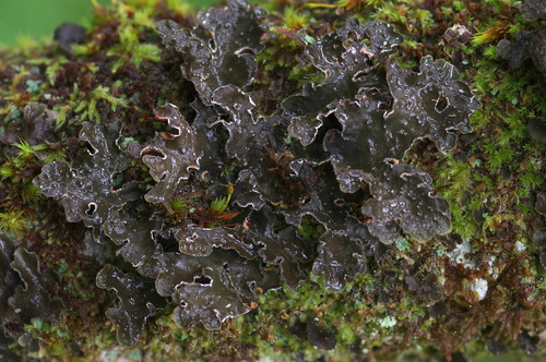Pseudocyphellaria norvegica