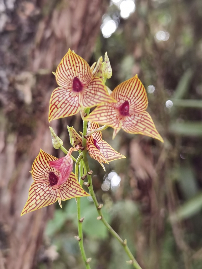 Telipogon glicensteinii