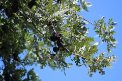 Andricus quercuscalifornicus