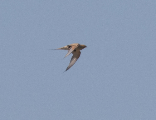 Ganga de Pallas (Syrrhaptes paradoxus)