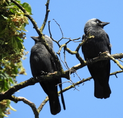 Corvus monedula