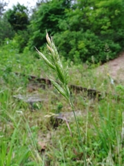 Bromus racemosus
