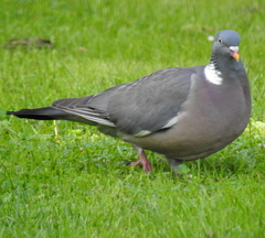 Columba palumbus