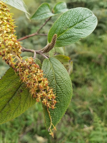 Image of Abatia parviflora by (c) Eduardo Chacón Madrigal, some rights reserved (CC BY)