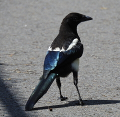 Pica pica