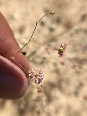 Eriogonum gracillimum