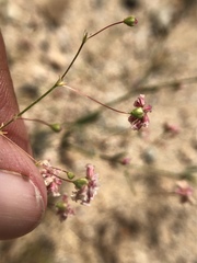 Eriogonum gracillimum