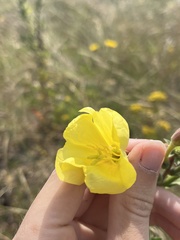 Oenothera × fallax, photograph Sean Hartnett, CC BY, iNaturalist via GBIF