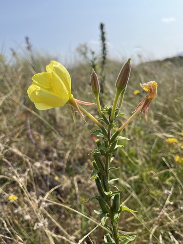 Oenothera × fallax, photograph 6