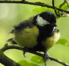 Parus major