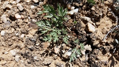 Cymopterus glomeratus