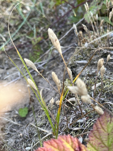 Image of Phleum arenarium by (c) Sean Hartnett, some rights reserved (CC BY)