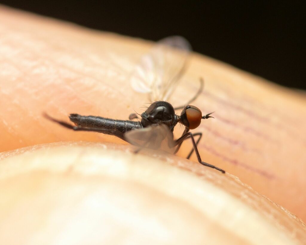 Empis aestiva