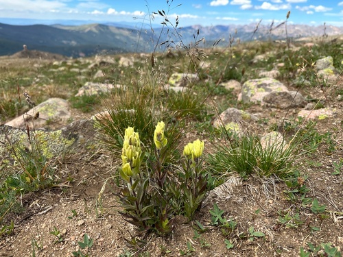 Image of Castilleja occidentalis by (c) Jared Lincenberg, some rights reserved (CC BY)