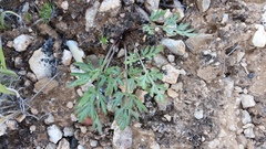 Cymopterus glomeratus